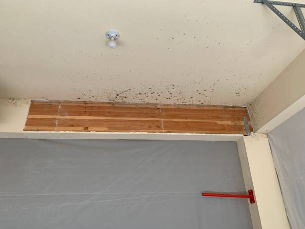 Best Mold Damage Restoration  in Tiburon, CA